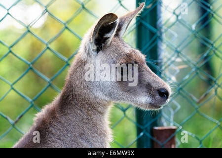 Östliche graue Känguru in einem Gehäuse Stockfoto