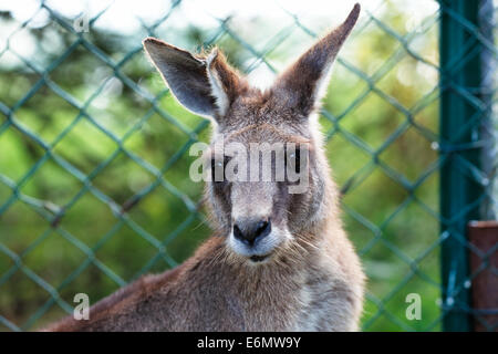 Östliche graue Känguru in einem Gehäuse Stockfoto