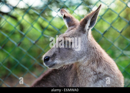 Östliche graue Känguru in einem Gehäuse Stockfoto