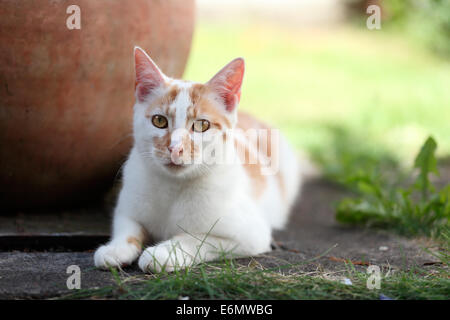 Junge weiße und rote Katze im Garten neben einem Topf Festlegung Stockfoto