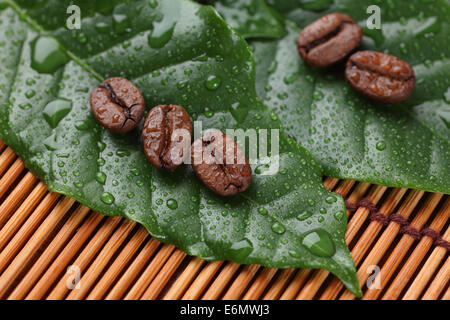 Geröstete Kaffeebohnen nach Regen auf die nassen Kaffee Blätter liegen. Close-up. Stockfoto