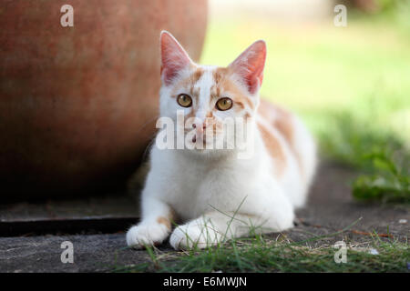 Junge weiße und rote Katze im Garten neben einem Topf Festlegung Stockfoto