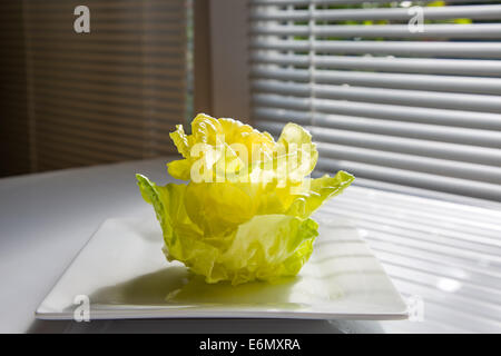 Der Kopfsalat ist eine große Bereicherung für die Ernährung Stockfoto