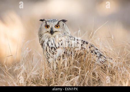 Siberean-Uhu (Bubo Sibiricus) lange Gras Stockfoto