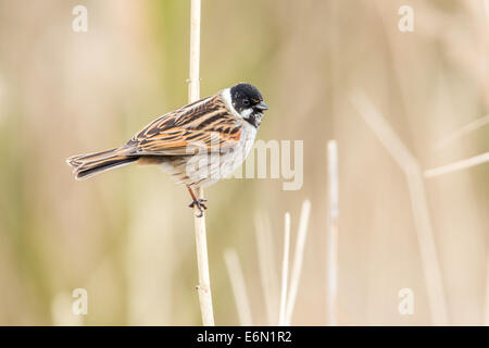 Eine männliche Reed Bunting (Emberiza Schoeniclus) festhalten an einem Reed-Stiel Stockfoto