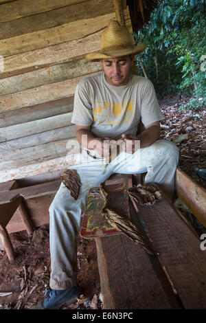 Tabakbauern Rollen Zigarre aus Tabak laves, Vinales, Kuba Stockfoto