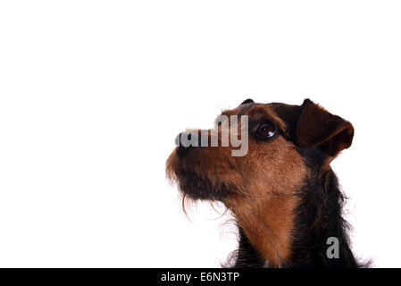 Kopf geschossen auf einem weißen Hintergrund eines aufmerksamen Terrier Hund. Rasse ist ein Lakeland / Patterdale Terrier Kreuz. Stockfoto