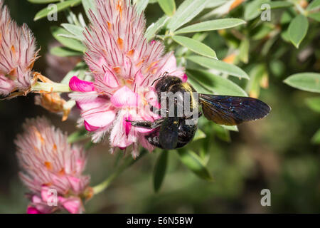 Blaue Holzbiene Xylocopa Violacea violette Holzbiene Stockfoto