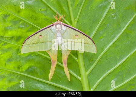 Frisch geschlüpft indischen Mondmotte (Actias Selene) männlich. Gefunden Sie in Indien, Nepal, Ceylon, Borneo und anderen Inseln im östlichen Asien, Stockfoto