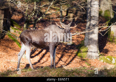 ALCES Alces Elch Elch Geweih Hirsch Elchhirsche eurasischen Männchen Elch Stockfoto