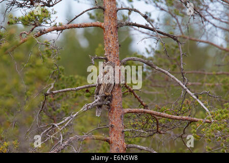 Habichtskauz (Strix Uralensis) thront in Fichte, Scandinavia Stockfoto