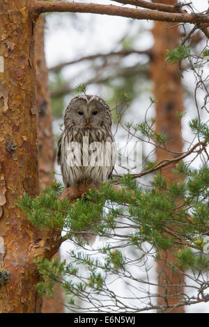 Habichtskauz (Strix Uralensis) thront in Fichte, Scandinavia Stockfoto