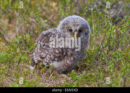 Habichtskauz (Strix Uralensis) Owlet in der Taiga, Scandinavia Stockfoto