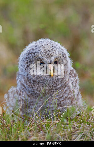 Habichtskauz (Strix Uralensis) Owlet in der Taiga, Scandinavia Stockfoto