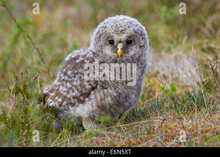 Habichtskauz (Strix Uralensis) Owlet in der Taiga, Scandinavia Stockfoto