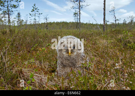 Habichtskauz (Strix Uralensis) Owlet in der Taiga, Scandinavia Stockfoto