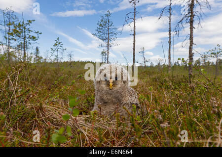 Habichtskauz (Strix Uralensis) Owlet in der Taiga, Scandinavia Stockfoto