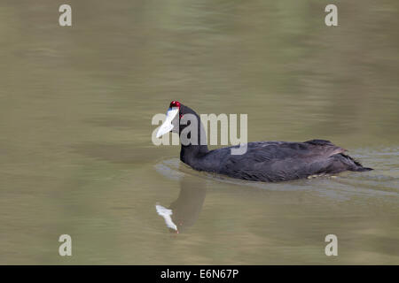 Crested Coot Fulica Cristata Kammblässhuhn Red-genoppten Coot blaesshuhn Stockfoto