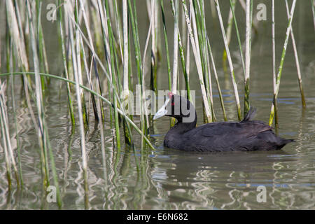 Crested Coot Fulica Cristata Kammblässhuhn Red-genoppten Coot blaesshuhn Stockfoto