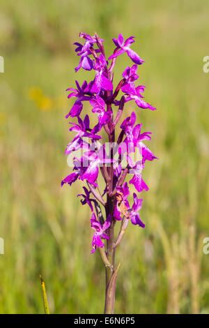 Orchis Palustris SSP Robusta Orchis Robusta Robustes Knabenkraut Stockfoto