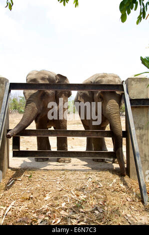 Kambodscha, Südost-Asien, Phnom Tamao Zoo, Tiergarten, Wildlife Rescue Center, wilde Tiere im Käfig, asiatische Elefanten Stockfoto