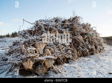 Energieholz (Baumstümpfe und Wurzeln) vom Kahlschlag Bereich gesammelt und später verbrannt in Kraftwerken, Finnland Stockfoto