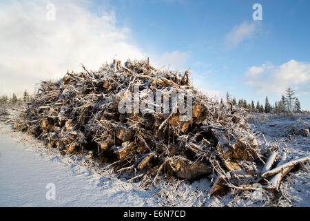 Energie Holz (Baumstümpfen und Wurzeln) von einem klaren Bereich schneiden gesammelt und später in Kraftwerken verbrannt, Finnland Stockfoto
