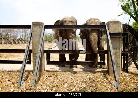 Kambodscha, Südost-Asien, Phnom Tamao Zoo, Tiergarten, Wildlife Rescue Center, wilde Tiere im Käfig, asiatische Elefanten Stockfoto