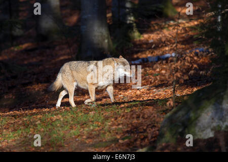 Canis Lupus Wolf grauen Wolf gefressen Beutetier Stockfoto