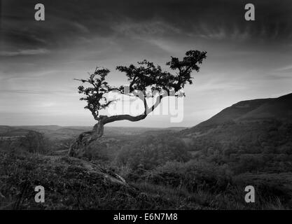 Einsamer strähnigen Dornenbaum Silhouette gegen den Abendhimmel bei Sonnenuntergang Sonnenuntergang in Cwm Llwch in Brecon-Beacons-Nationalpark Stockfoto