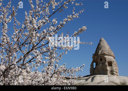 Felsformationen und ein blühender Apfelbaum in der Pigeon Valley (Guvercinlik Vadisi) in der Nähe von Göreme in Kappadokien, Türkei. Stockfoto