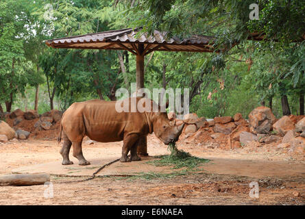 Rhino Essen Grass im zoo Stockfoto