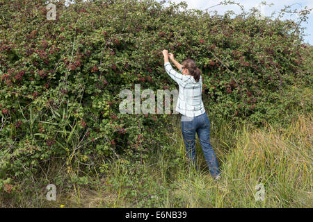 Frau pflücken Brombeeren von Hecke Stockfoto