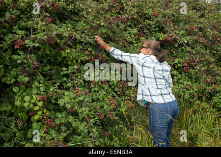 Frau pflücken Brombeeren von Hecke Stockfoto