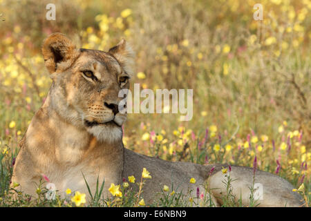 Ein Löwe, fotografiert in Kgalagadi Transfrontier National Park, Südafrika. Stockfoto