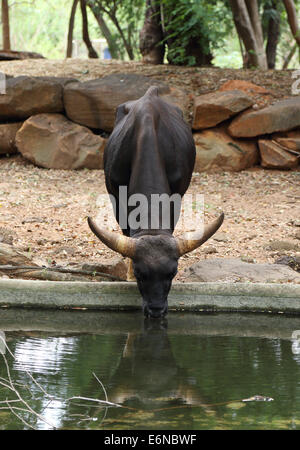 Büffel, Essen und Wasser in den zoo Stockfoto