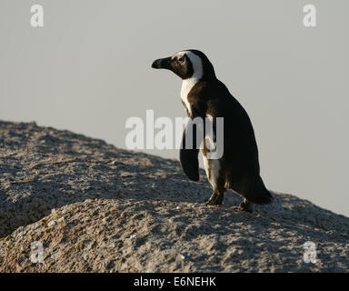 Afrikanische Pinguin (Spheniscus Demersus) auf dem Weg, an einem Strand in der Nähe von Kapstadt in Südafrika. Stockfoto