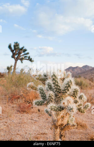 Cholla Cactus schließen sich - Mojave-Wüste, Kalifornien USA Stockfoto