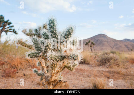 Cholla Cactus schließen sich - Mojave-Wüste, Kalifornien USA Stockfoto