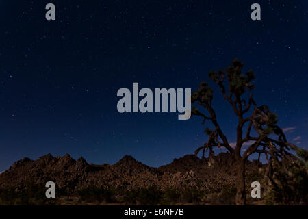 Sternennacht Joshua Tree Landschaft - Joshua Tree National Park, Kalifornien USA Stockfoto