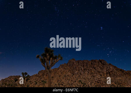 Sternennacht Joshua Tree Landschaft - Joshua Tree National Park, Kalifornien USA Stockfoto