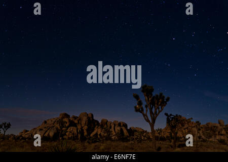 Sternennacht Joshua Tree Landschaft - Joshua Tree National Park, Kalifornien USA Stockfoto