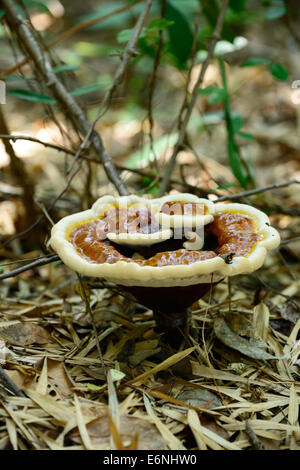 Nährstoffe aus natürlichen Pilz. Stockfoto