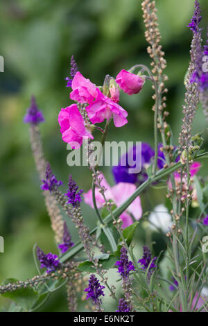 Sweet Pea. Platterbse man wild wächst. Stockfoto