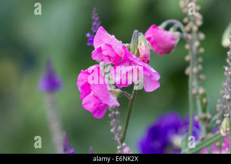 Sweet Pea. Platterbse man wild wächst. Stockfoto
