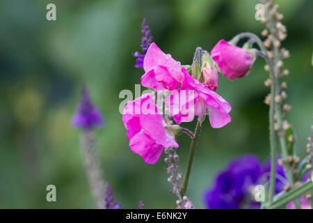Sweet Pea. Platterbse man wild wächst. Stockfoto