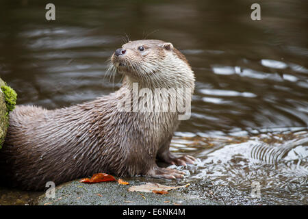 Eurasische Fischotter eurasische Fischotter europäischer Fischotter Fischotter Lutra lutra Stockfoto