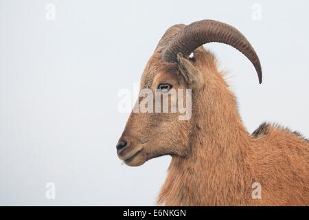 Mähnenspringer (Ammotragus Lervia) Porträt. Eingeführte Spezies. Naturpark Sierra Espuña. Region Murcia. Spanien. Stockfoto