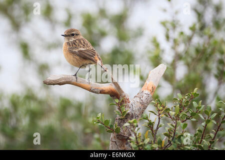 Gemeinsamen Schwarzkehlchen (Saxicola Manlius) weibliche thront auf Zweig. Naturpark Albufera. Valencia Community. Spanien. Stockfoto