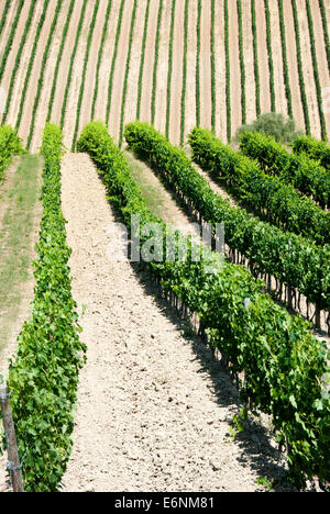 Schöne Zeilen der Trauben in einem Weingut in der Toskana - Val d ' Orcia - Italien Stockfoto